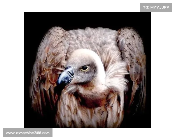 如何有效应对老鹰袭击的策略与心得分享